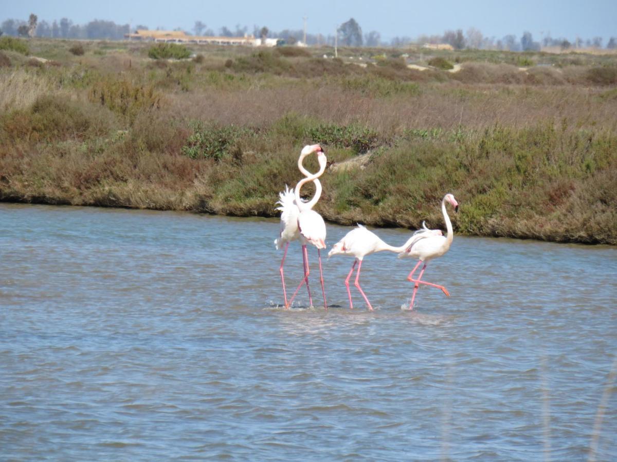 Lo Flamenc 2 @Amposta公寓 外观 照片